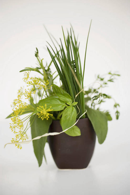 无人,竖图,室内,特写,白天,白色背景,正面,植物,餐桌,桌子,叶子,阴影,反射,盆栽,影子,香料,绿叶,草药,盆景,中药,绿色,自然,香草,嫩叶,摄影,影棚,生长,成长,餐台,罗勒,紫苏,药材,中草药,莳萝,九层塔,圣约瑟夫草,甜罗勒,兰香,中药材,本草,洋茴香,土茴香,叶,叶片,彩图,影棚拍摄,拍摄