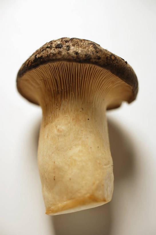 无人,竖图,俯视,室内,特写,白天,白色背景,餐桌,桌子,蔬菜,阴影,新鲜,反射,影子,菌菇,蘑菇,食品,菌类,食物,一个,食用菌,摄影,有机食品,绿色食品,影棚,单个,餐台,彩图,高角度拍摄,影棚拍摄,拍摄