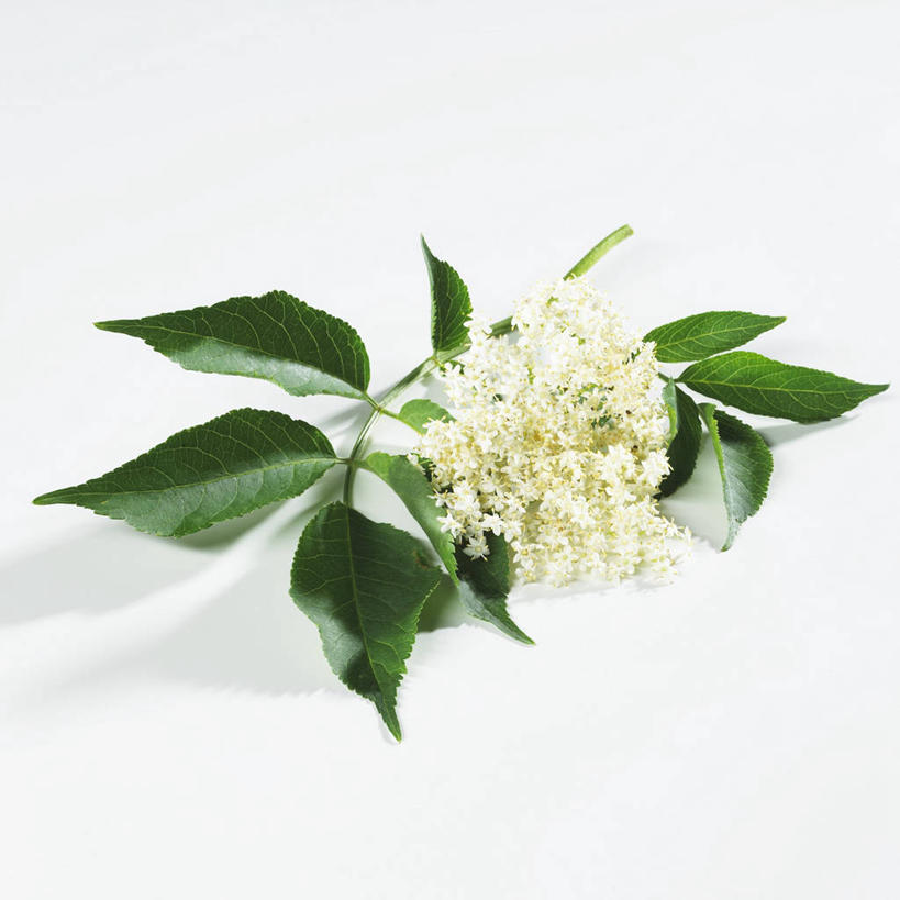 无人,方图,俯视,室内,特写,白天,白色背景,植物,餐桌,桌子,叶子,阴影,盛开,反射,纹理,影子,绿叶,草药,药草,花蕾,中药,花,花瓣,花朵,鲜花,绿色,花苞,花蕊,嫩叶,摄影,影棚,餐台,药材,中草药,接骨木,中药材,本草,肌理,草珊瑚,接骨金粟兰,九节茶,九节风,九节花,肿节风,竹节茶,叶,叶片,叶脉,彩图,高角度拍摄,影棚拍摄,拍摄