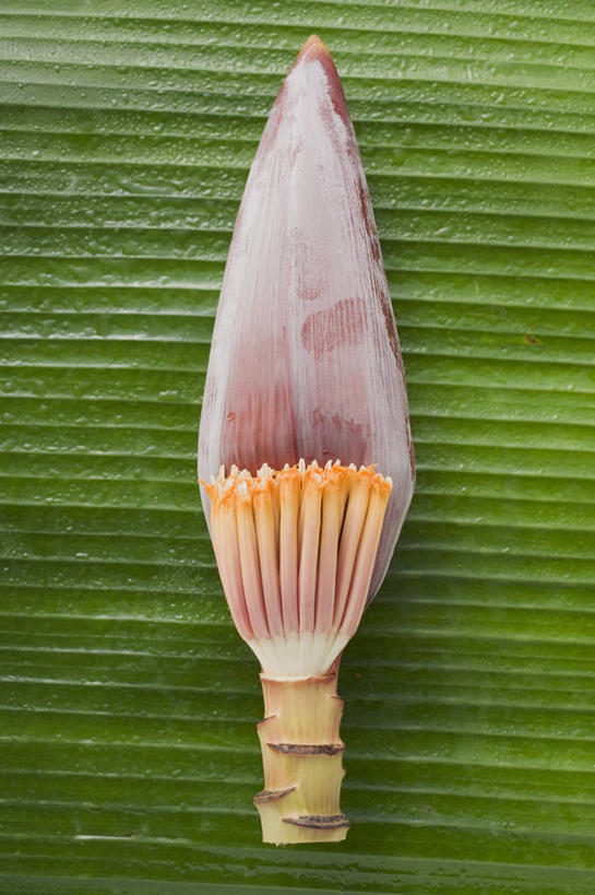 无人,竖图,俯视,室内,特写,白天,纯洁,桌面,桌子,阴影,盛开,反射,木制,影子,美丽,花蕾,花,花瓣,花朵,鲜花,一朵,木制品,花苞,花蕊,摄影,影棚,庄重,含蓄,高洁,含笑花,含笑梅,香蕉花,矜持,唐黄心树,彩图,高角度拍摄,影棚拍摄,拍摄