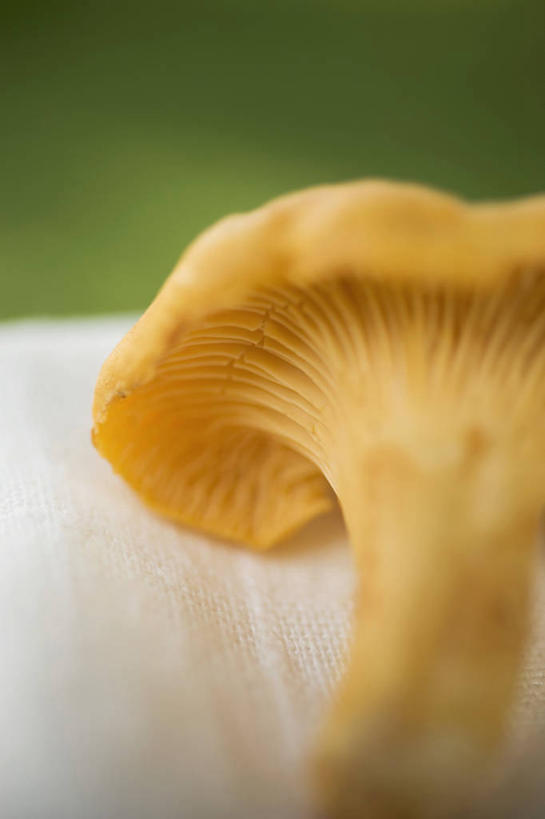 无人,竖图,俯视,室内,特写,白天,桌面,桌子,蔬菜,阴影,朦胧,模糊,新鲜,反射,木制,影子,菌菇,食品,菌类,食物,一个,木制品,食用菌,有机食品,绿色食品,单个,鸡油菌,杏黄菌,杏菌,彩图,高角度拍摄