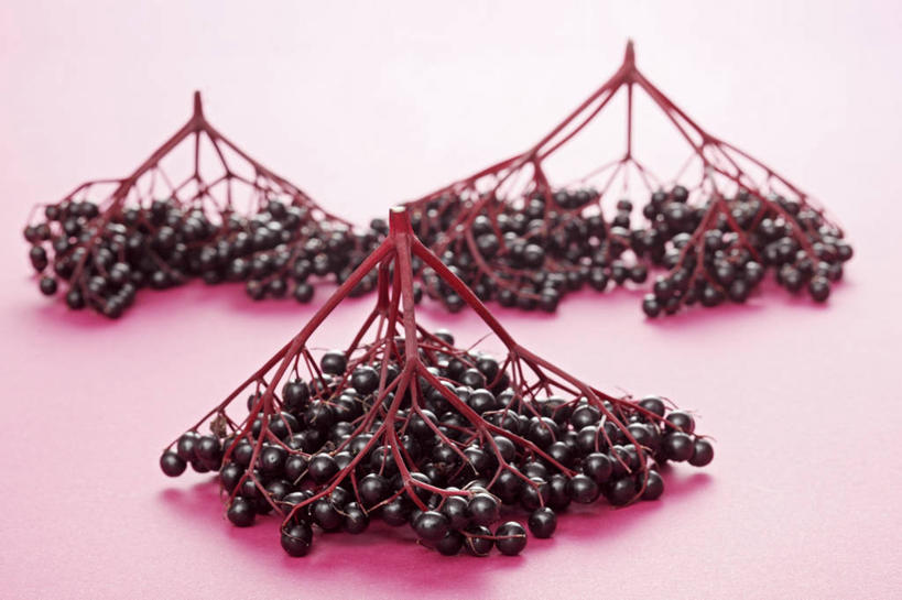 无人,横图,俯视,室内,特写,白天,植物,桌面,桌子,许多,阴影,粉色背景,反射,木制,影子,草药,药草,很多,中药,黑色,木制品,摄影,影棚,药材,中草药,接骨木,中药材,本草,草珊瑚,接骨金粟兰,九节茶,九节风,九节花,肿节风,竹节茶,彩图,高角度拍摄,影棚拍摄,拍摄