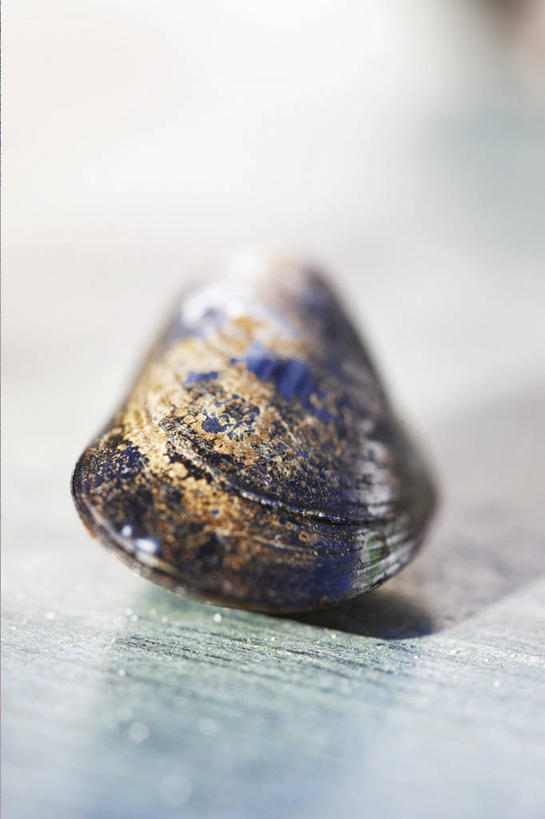 海鲜,无人,竖图,俯视,室内,特写,白天,餐桌,桌子,贝壳,阴影,朦胧,模糊,反射,影子,水产,海洋生物,一个,单个,餐台,水生动物,海产品,贻贝,水生物,海底动物,海虹,淡菜,壳菜,青口,彩图,高角度拍摄