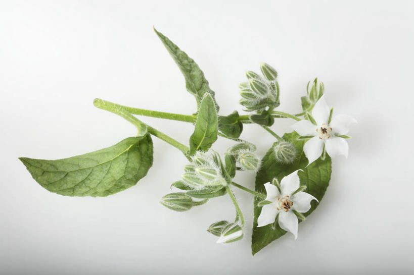 无人,横图,俯视,室内,特写,白天,白色背景,植物,餐桌,桌子,叶子,阴影,盛开,反射,影子,绿叶,草药,药草,花蕾,中药,花,花瓣,花朵,鲜花,两朵,花苞,花蕊,嫩叶,摄影,影棚,餐台,药材,中草药,琉璃苣,中药材,本草,茈草,鸦衔草,紫草,紫丹,叶,叶片,彩图,高角度拍摄,影棚拍摄,拍摄