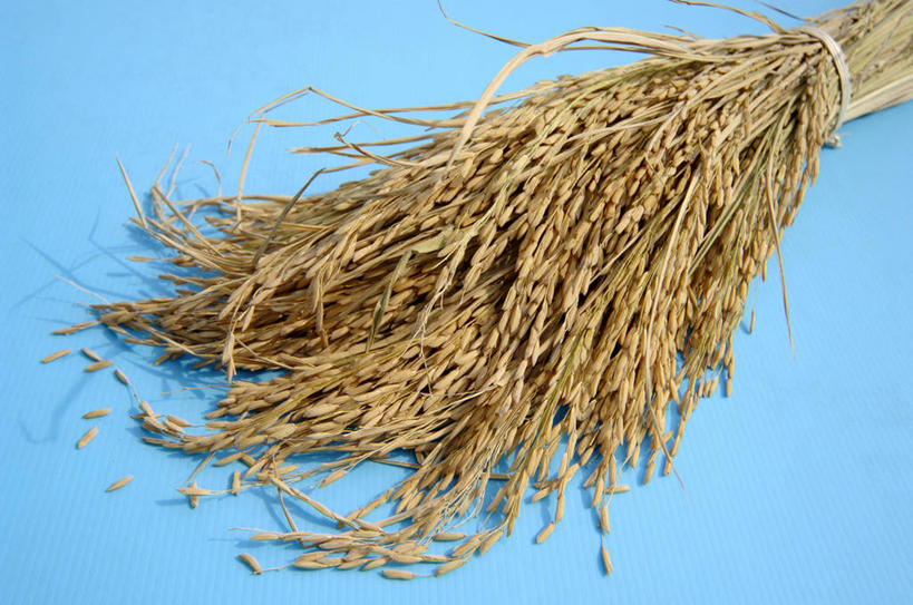 无人,横图,俯视,室内,特写,白天,农作物,小麦,餐桌,桌子,一堆,许多,阴影,堆叠,堆积,蓝色背景,反射,影子,谷类,谷物,米,大米,摄影,麦子,影棚,餐台,堆,长粒米,籼米,彩图,高角度拍摄,影棚拍摄,拍摄