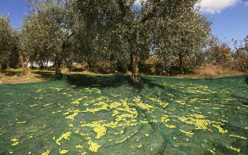 无人,果园,横图,室外,白天,正面,旅游,度假,美景,田园,植物,橄榄,水果,意大利,欧洲,阴影,新鲜,光线,影子,景观,云,云朵,生食,食品,果实,果树,云彩,娱乐,树,树木,食物,蓝色,绿色,白云,蓝天,天空,阳光,自然,天,享受,休闲,景色,放松,有机食品,绿色食品,生长,晴朗,成长,南欧,自然风光,意大利共和国,首府,田庄,翁布里亚,翁布里亚大区,园子,佩鲁贾,晴空,青果,白榄,彩图