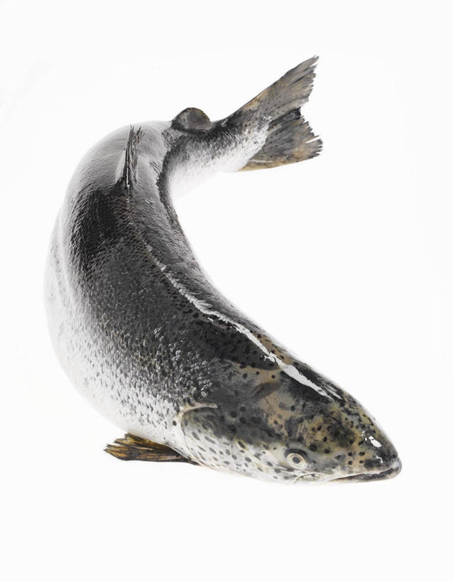 三文鱼,无人,竖图,俯视,室内,特写,白天,白色背景,餐桌,桌子,鲑鱼,一条,摄影,影棚,餐台,大马哈鱼,撒蒙鱼,萨门鱼,冰海之皇,鲑,马哈鱼,麻哈鱼,大麻哈鱼,彩图,高角度拍摄,全身,影棚拍摄,拍摄