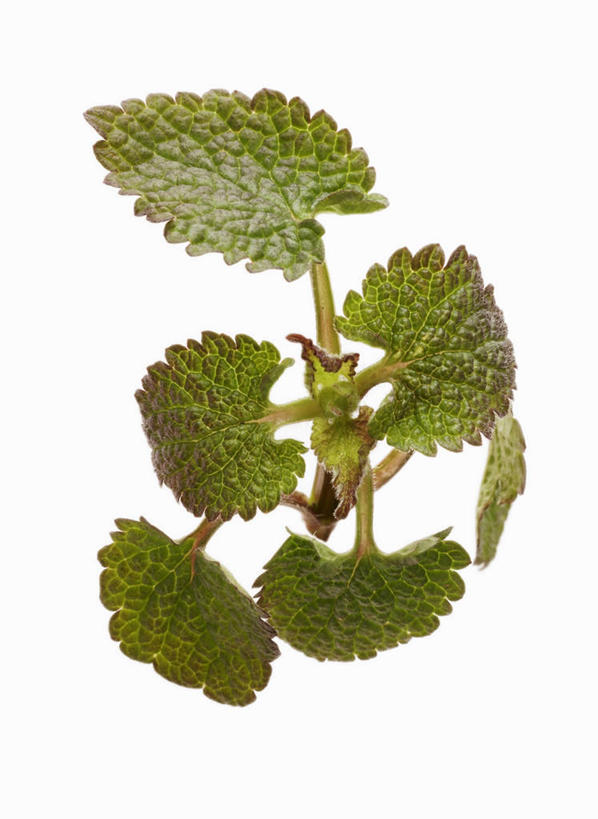 无人,竖图,俯视,室内,特写,白天,白色背景,餐桌,桌子,叶子,绿叶,嫩叶,摄影,影棚,餐台,荨麻,防盗草,无情草,咬人草,咬人猫,叶,叶片,彩图,高角度拍摄,影棚拍摄,拍摄