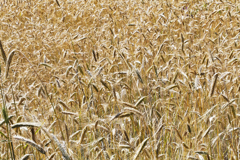 无人,农田,横图,俯视,室外,特写,白天,庄稼,农作物,美景,丰富,丰收,景观,丰盛,自然,景色,自然风光,丰登,丰硕,玉米田,彩图,高角度拍摄,耕地,庄稼田