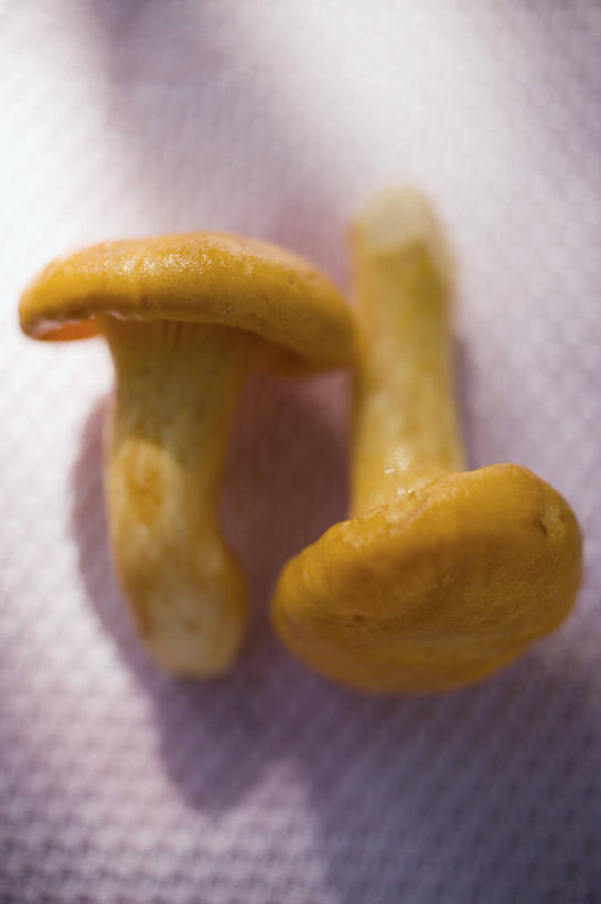 无人,竖图,俯视,室内,特写,白天,蔬菜,阴影,朦胧,模糊,新鲜,反射,影子,菌菇,食品,菌类,食物,两个,食用菌,有机食品,绿色食品,鸡油菌,杏黄菌,杏菌,彩图,高角度拍摄