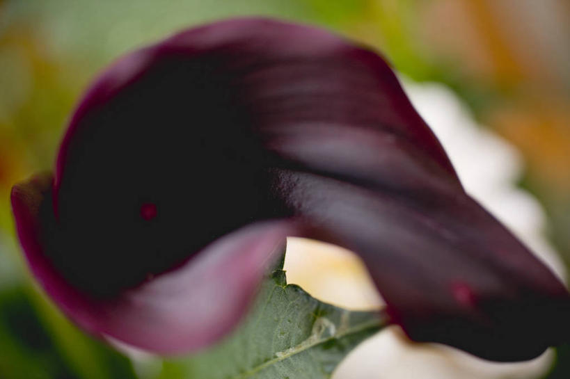 无人,横图,俯视,室内,特写,白天,纯洁,马蹄莲,阴影,朦胧,模糊,盛开,反射,影子,花蕾,花,花瓣,花朵,鲜花,虔诚,红色,花苞,花蕊,希望,优雅,高贵,纯净,马蹄兰,博爱,永恒,尊贵,高洁,慈菇花,一顶,圣洁,水芋,水芋马,彩图,高角度拍摄