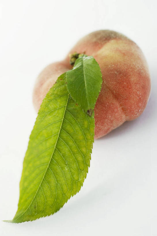 无人,竖图,俯视,室内,特写,白天,白色背景,植物,餐桌,桌子,桃子,水果,叶子,阴影,新鲜,反射,纹理,影子,生食,食品,果实,绿叶,食物,一个,粉色,绿色,水蜜桃,嫩叶,摄影,有机食品,绿色食品,影棚,单个,餐台,蟠桃,肺果,肌理,叶,叶片,叶脉,彩图,高角度拍摄,影棚拍摄,拍摄