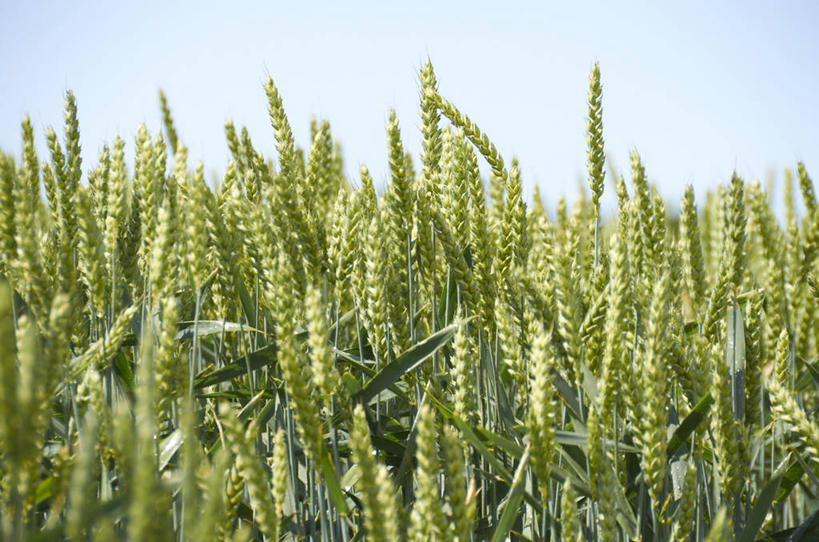 无人,农田,横图,室外,白天,正面,旅游,度假,庄稼,农作物,小麦,美景,阴影,光线,影子,景观,谷物,娱乐,蓝色,蓝天,天空,阳光,自然,天,享受,休闲,景色,放松,麦子,晴朗,自然风光,万里无云,晴空,晴空万里,彩图,耕地,庄稼田