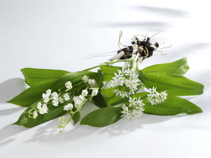 无人,横图,俯视,室内,特写,白天,白色背景,幸福,植物,餐桌,桌子,叶子,阴影,朦胧,模糊,盛开,反射,纹理,影子,铃兰花,绿叶,花蕾,花,花瓣,花朵,鲜花,绿色,白色,花苞,花蕊,嫩叶,摄影,影棚,餐台,铃铛花,铃兰,肌理,君影草,山谷百合,香水花,思念,叶,叶片,叶脉,彩图,高角度拍摄,影棚拍摄,拍摄