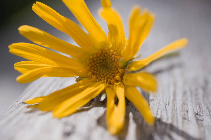 无人,横图,俯视,室内,特写,白天,植物,餐桌,桌子,阴影,朦胧,模糊,盛开,反射,影子,草药,药草,花蕾,中药,花,花瓣,花朵,鲜花,一朵,黄色,花苞,花蕊,餐台,药材,中草药,中药材,本草,山金车,彩图,高角度拍摄