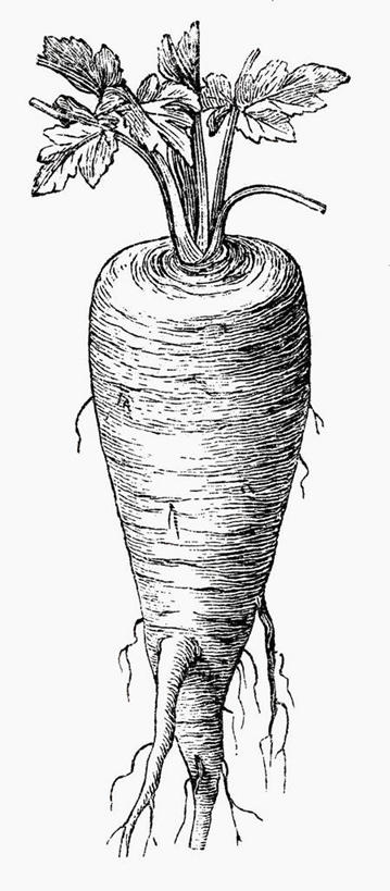 无人,竖图,黑白,插画,室内,特写,白天,白色背景,正面,数码,科技,植物,蔬菜,叶子,阴影,新鲜,网络,食品,绿叶,草药,药草,高光,几何,计算机图形,合成,图画,中药,画,食物,一个,嫩叶,有机食品,绿色食品,单个,电脑合成图,数码合成图,合成图,药材,中草药,漫画,中药材,本草,写实,具体,具象,防风草,四方茎,土防风,叶,叶片