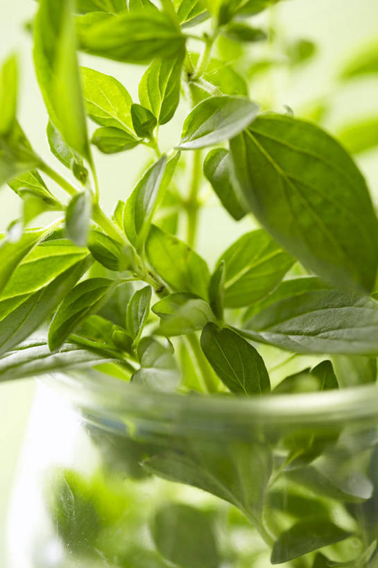 无人,竖图,俯视,室内,特写,白天,餐桌,桌子,叶子,阴影,朦胧,模糊,反射,影子,绿叶,嫩叶,餐台,牛至,滇香蕾,土香薷,荆芥,香薷,奥勒冈草,白花土荆芥,白花茵陈,川香薷,俄力冈叶,减脂叶,满山香,蘑菇草,披萨草,银薄荷,止痢草,叶,叶片,彩图,高角度拍摄