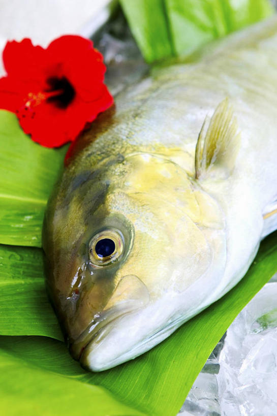 海鲜,无人,竖图,俯视,室内,特写,白天,餐桌,桌子,叶子,一条,阴影,装饰,盛开,反射,影子,冰,冰块,绿叶,木槿,木槿花,美丽,鲔鱼,花蕾,冷冻,水产,金枪鱼,海洋生物,花,花瓣,花朵,鲜花,一朵,红色,花苞,花蕊,嫩叶,寒冷,冷藏,餐台,华丽,修饰,死亡,点缀,吞拿鱼,冰冷,坚韧,水生动物,海产品,水生物,海底动物,永恒,衬托,美观,雅致,雅观,质朴,无穷花,保鲜,殒命,灭亡,叶,叶片,半身,彩图,高角度拍摄