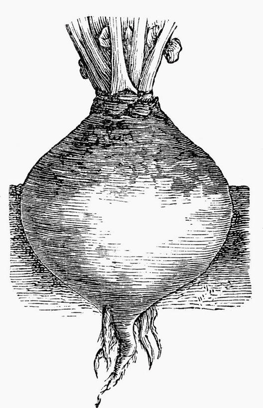 无人,竖图,插画,室内,白天,白色背景,正面,数码,科技,蔬菜,阴影,新鲜,网络,泥土,土壤,食品,高光,几何,计算机图形,合成,图画,画,食物,一个,芥菜,有机食品,绿色食品,单个,电脑合成图,数码合成图,合成图,漫画,大头菜,写实,具体,具象,盖菜,彩图