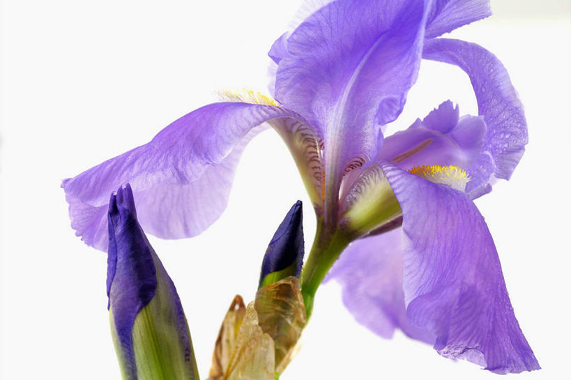 无人,横图,室内,特写,白天,白色背景,正面,植物,阴影,盛开,反射,影子,草药,花蕾,中药,花,花瓣,花朵,鲜花,紫色,花苞,花蕊,摄影,影棚,鸢尾,药材,中草药,中药材,本草,紫蝴蝶,蓝蝴蝶,乌鸢,扁竹花,彩图,影棚拍摄,拍摄