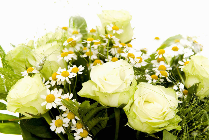 无人,横图,俯视,室内,特写,白天,白色背景,爱情,幸福,纯洁,热情,玫瑰,阴影,盛开,反射,捧花,手捧花,影子,玫瑰花,洋甘菊,浪漫,花蕾,花,花瓣,花朵,鲜花,花束,白玫瑰,花苞,花蕊,温暖,温馨,恩爱,活力,力量,摄影,影棚,和睦,坚强,感动,尊敬,交往,母菊,和好,婚礼捧花,天真,刺玫花,徘徊花,彩图,高角度拍摄,影棚拍摄,拍摄,融洽