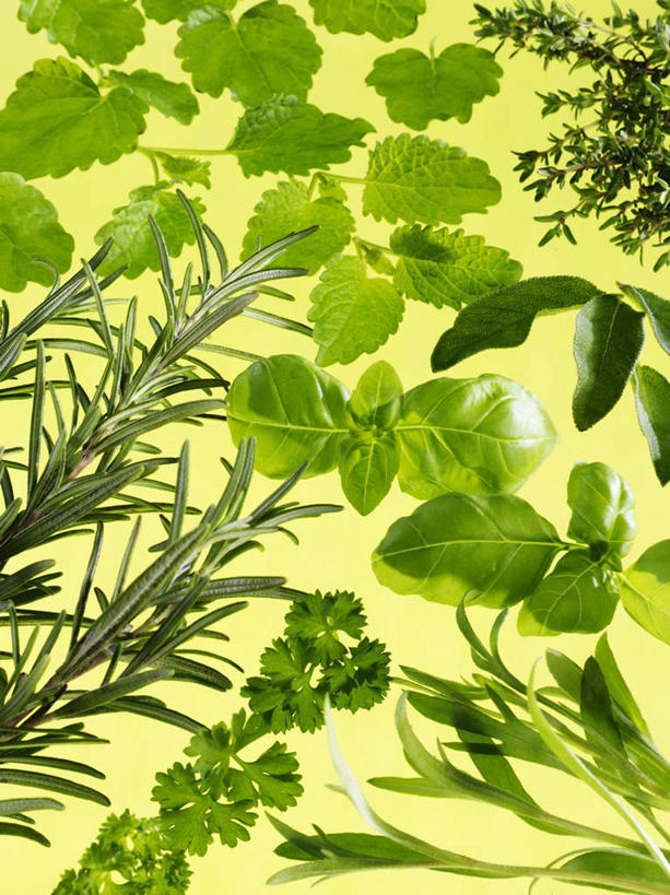 无人,竖图,俯视,室内,特写,白天,植物,叶子,许多,阴影,黄色背景,反射,影子,香料,绿叶,草药,中药,香草,嫩叶,摄影,影棚,罗勒,迷迭香,紫苏,药材,中草药,九层塔,圣约瑟夫草,甜罗勒,兰香,中药材,本草,海洋之露,叶,叶片,彩图,高角度拍摄,影棚拍摄,拍摄