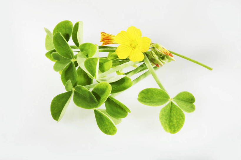 无人,横图,俯视,室内,特写,白天,白色背景,爱情,自由,幸福,植物,桌面,桌子,叶子,阴影,盛开,反射,木制,纹理,影子,三叶草,绿叶,花蕾,花,花瓣,花朵,鲜花,绿色,木制品,花苞,花蕊,嫩叶,摄影,影棚,希望,和平,车轴草,苜蓿,肌理,统一,斑鸠酸,酢浆草,钩钩草,三叶酸,酸浆草,酸咪咪,酸酸草,团结,叶,叶片,叶脉,彩图,高角度拍摄,影棚拍摄,拍摄