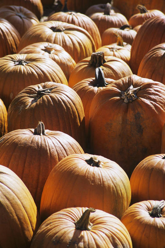 无人,竖图,室内,特写,白天,正面,南瓜,蔬菜,许多,阴影,新鲜,反射,影子,金瓜,食品,很多,番瓜,食物,橙色,有机食品,绿色食品,麦瓜,倭瓜,彩图