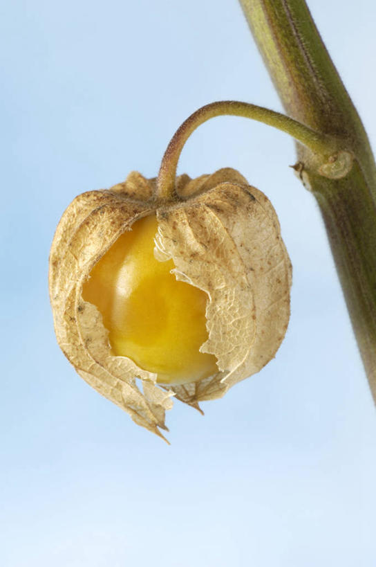 无人,竖图,室外,特写,白天,仰视,浆果,水果,吊挂,悬挂,阴影,新鲜,光线,影子,灯笼果,生食,食品,果实,挂,食物,一个,黄色,蓝色,蓝天,天空,阳光,天,有机食品,绿色食品,晴朗,单个,万里无云,秘鲁苦蘵,小果酸浆,晴空,晴空万里,醋栗,彩图,低角度拍摄