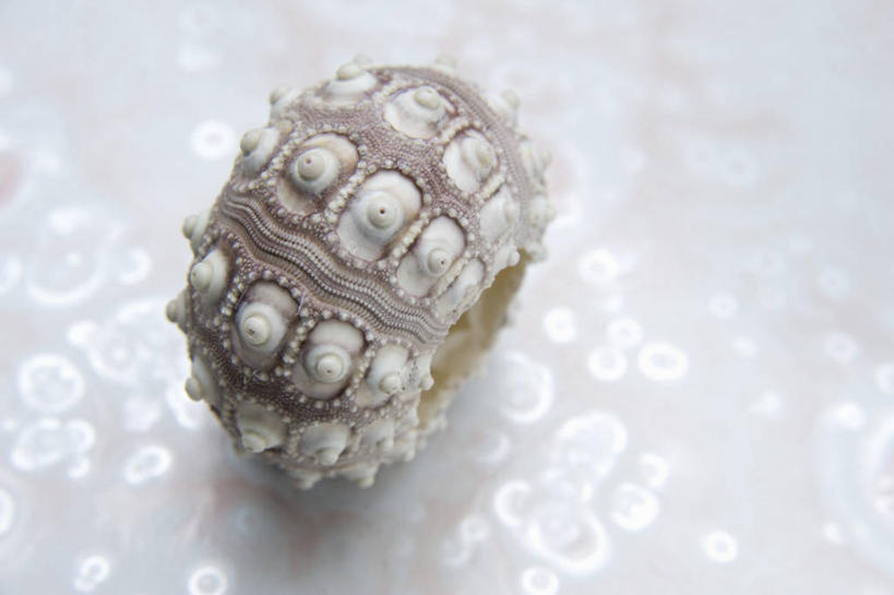 无人,横图,俯视,室内,特写,白天,白色背景,餐桌,桌子,海胆,阴影,装饰,反射,影子,一个,摄影,影棚,单个,餐台,华丽,修饰,点缀,衬托,美观,雅致,雅观,刺锅子,海刺猬,彩图,高角度拍摄,影棚拍摄,拍摄