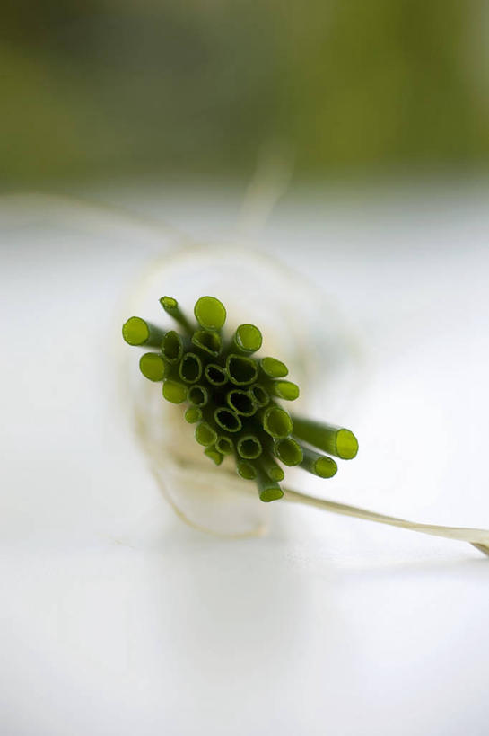 无人,竖图,俯视,室内,特写,白天,餐桌,桌子,蔬菜,阴影,朦胧,模糊,新鲜,反射,影子,韭菜,食品,食物,绿色,有机食品,绿色食品,餐台,起阳草,韭,山韭,长生韭,彩图,高角度拍摄