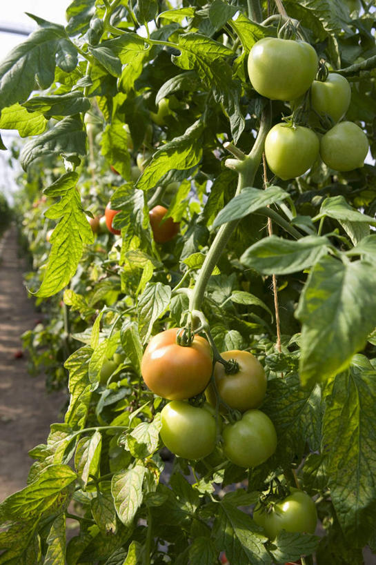 无人,农田,竖图,室内,特写,白天,正面,庄稼,农作物,美景,蔬菜,西红柿,阴影,新鲜,反射,影子,景观,食品,温室,食物,自然,景色,有机食品,绿色食品,设施,暖房,防寒,加温,自然风光,透光,保温,番茄,彩图,耕地,庄稼田