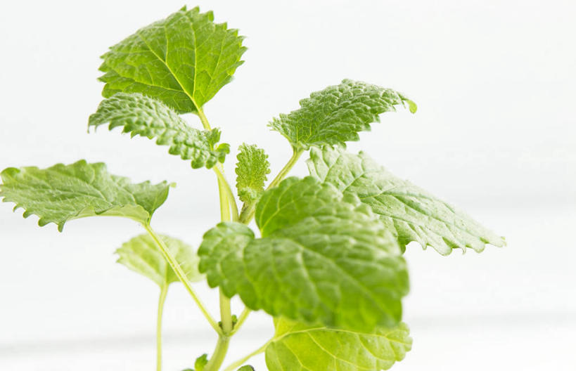 无人,横图,俯视,室内,特写,白天,白色背景,叶子,阴影,反射,影子,调味,香料,佐料,薄荷,绿叶,银丹草,嫩叶,摄影,影棚,配料,作料,斑叶凤梨薄荷,夜息香,胡椒薄荷,叶,叶片,彩图,高角度拍摄,影棚拍摄,拍摄