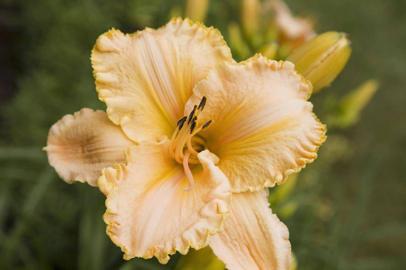 无人,横图,俯视,室外,特写,白天,美景,百合花,阴影,朦胧,模糊,盛开,光线,影子,景观,花蕾,花,花瓣,花朵,鲜花,一朵,阳光,自然,花苞,花蕊,景色,自然风光,强瞿,百合蒜,倒仙,番韭,山丹,彩图,高角度拍摄