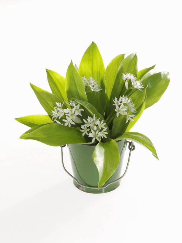 无人,竖图,俯视,室内,特写,白天,白色背景,植物,餐桌,桌子,叶子,阴影,反射,铁桶,桶,影子,绿叶,草药,药草,中药,容器,嫩叶,摄影,影棚,餐台,储藏,熊葱,储存,药材,中草药,中药材,本草,林地蒜,野蒜菜,叶,叶片,彩图,高角度拍摄,影棚拍摄,拍摄,贮存