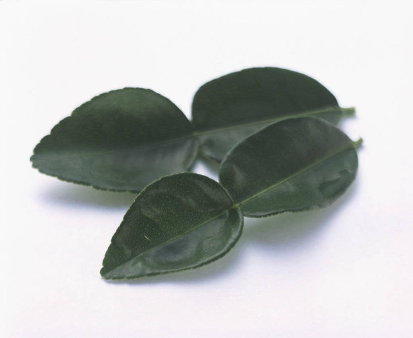 无人,横图,俯视,室内,特写,白天,白色背景,餐桌,桌子,叶子,阴影,反射,影子,调味,香料,佐料,绿叶,嫩叶,摄影,影棚,餐台,配料,柠檬叶,作料,叶,叶片,彩图,高角度拍摄,影棚拍摄,拍摄,黎檬,洋柠檬