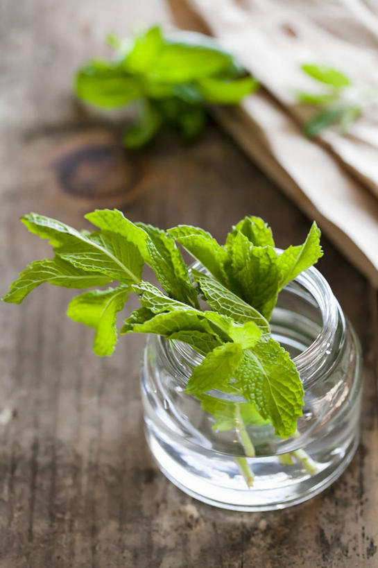 无人,竖图,俯视,室内,特写,白天,水,植物,餐桌,桌子,杯子,阴影,朦胧,模糊,反射,盆栽,液体,影子,薄荷,银丹草,盆景,饮用水,玻璃制品,绿色,自然,水杯,矿泉水,生长,成长,餐台,蒸馏水,斑叶凤梨薄荷,夜息香,胡椒薄荷,玻璃杯,彩图,高角度拍摄