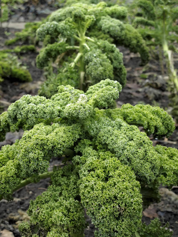 无人,农田,竖图,俯视,室外,特写,白天,庄稼,农作物,美景,蔬菜,椰菜,卷心菜,阴影,丰富,丰收,新鲜,光线,影子,景观,泥土,土壤,食品,丰盛,食物,阳光,自然,甘蓝,景色,有机食品,绿色食品,自然风光,丰登,丰硕,结球甘蓝,甘兰,包心菜,彩图,高角度拍摄,耕地,庄稼田