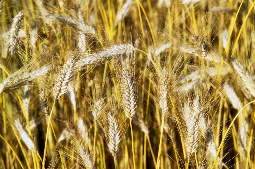 无人,农田,横图,俯视,室外,特写,白天,庄稼,农作物,小麦,草地,草坪,美景,植物,阴影,光线,影子,景观,谷物,麦田,草,绿色,阳光,自然,景色,麦子,自然风光,彩图,高角度拍摄,耕地,庄稼田