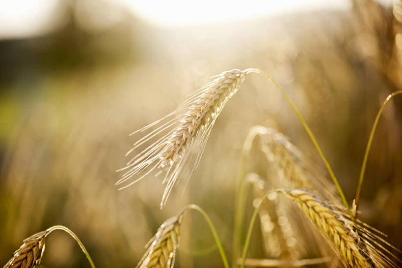 无人,农田,横图,俯视,室外,特写,白天,庄稼,农作物,小麦,草地,草坪,美景,植物,阴影,朦胧,模糊,光线,影子,景观,谷物,麦田,草,绿色,阳光,自然,景色,麦子,自然风光,彩图,高角度拍摄,耕地,庄稼田