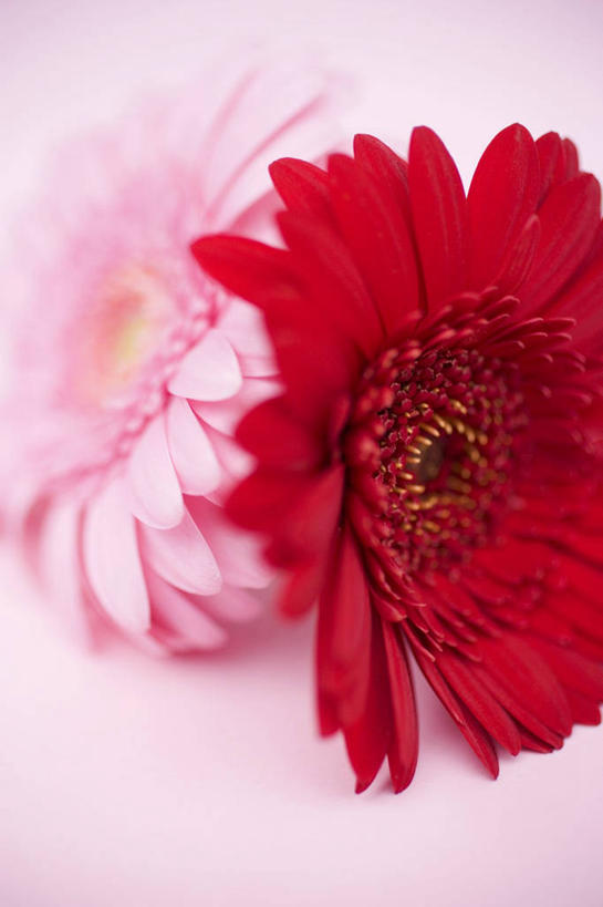 无人,竖图,俯视,室内,特写,白天,阴影,粉色背景,朦胧,模糊,盛开,反射,影子,非洲菊,花蕾,花,花瓣,花朵,鲜花,两朵,粉色,红色,花苞,花蕊,菊花,摄影,影棚,扶郎花,灯盏花,千日菊,彩图,高角度拍摄,影棚拍摄,拍摄