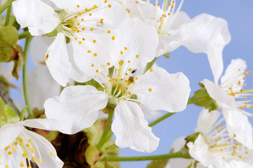 无人,横图,室外,特写,白天,仰视,幸福,纯洁,美景,植物,樱花,阴影,朦胧,模糊,盛开,光线,影子,景观,枝条,花蕾,花,花瓣,花朵,鲜花,树,树木,树枝,蓝色,白色,蓝天,天空,阳光,自然,天,花苞,花蕊,景色,晴朗,等待,生命,自然风光,万里无云,仙樱花,福岛樱,青肤樱,高尚,热烈,虬枝,枝杈,晴空,晴空万里,荆桃,彩图,低角度拍摄