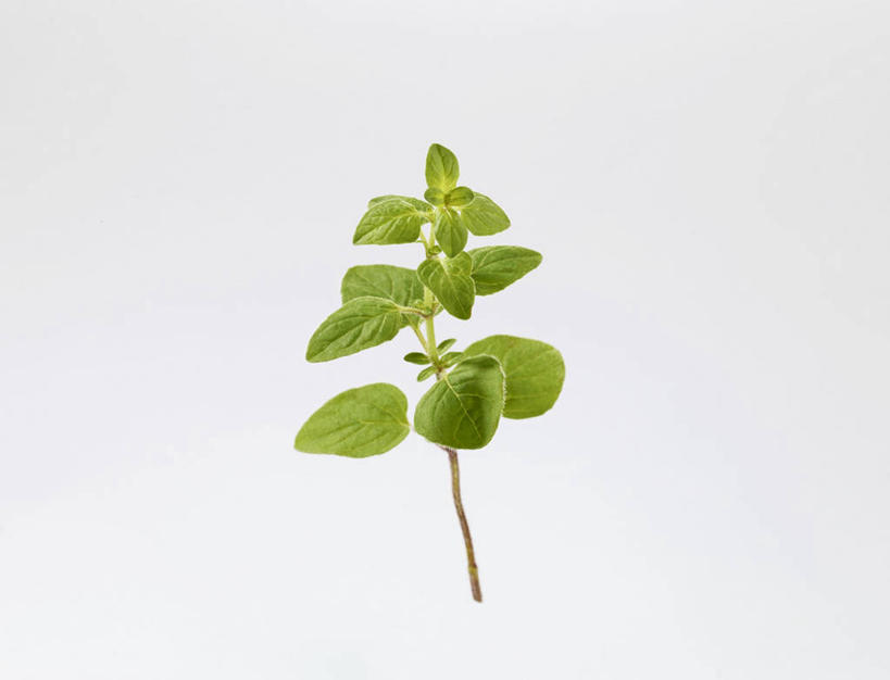 无人,横图,俯视,室内,特写,白天,白色背景,餐桌,桌子,叶子,阴影,反射,影子,调味,香料,佐料,绿叶,嫩叶,摄影,影棚,餐台,牛至,配料,滇香蕾,土香薷,作料,荆芥,香薷,奥勒冈草,白花土荆芥,白花茵陈,川香薷,俄力冈叶,减脂叶,满山香,蘑菇草,披萨草,银薄荷,止痢草,叶,叶片,彩图,高角度拍摄,影棚拍摄,拍摄