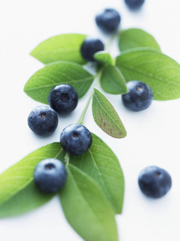 无人,竖图,俯视,室内,特写,白天,白色背景,餐桌,桌子,浆果,蓝莓,水果,叶子,许多,阴影,新鲜,反射,影子,生食,食品,果实,绿叶,食物,排列,蓝色,嫩叶,摄影,有机食品,绿色食品,影棚,餐台,摆列,叶,叶片,山都柿,蓝浆果,蓝靛果,彩图,高角度拍摄,影棚拍摄,拍摄,布列,分列