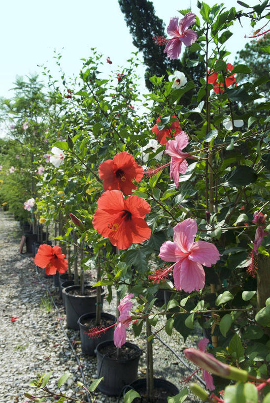 无人,竖图,室外,白天,正面,花海,花圃,植物,叶子,阴影,盛开,光线,影子,花蕾,花,花瓣,花朵,花卉,鲜花,蓝色,绿色,蓝天,天空,阳光,花丛,花束,花田,天,花苞,花蕊,晴朗,万里无云,晴空,晴空万里,彩图