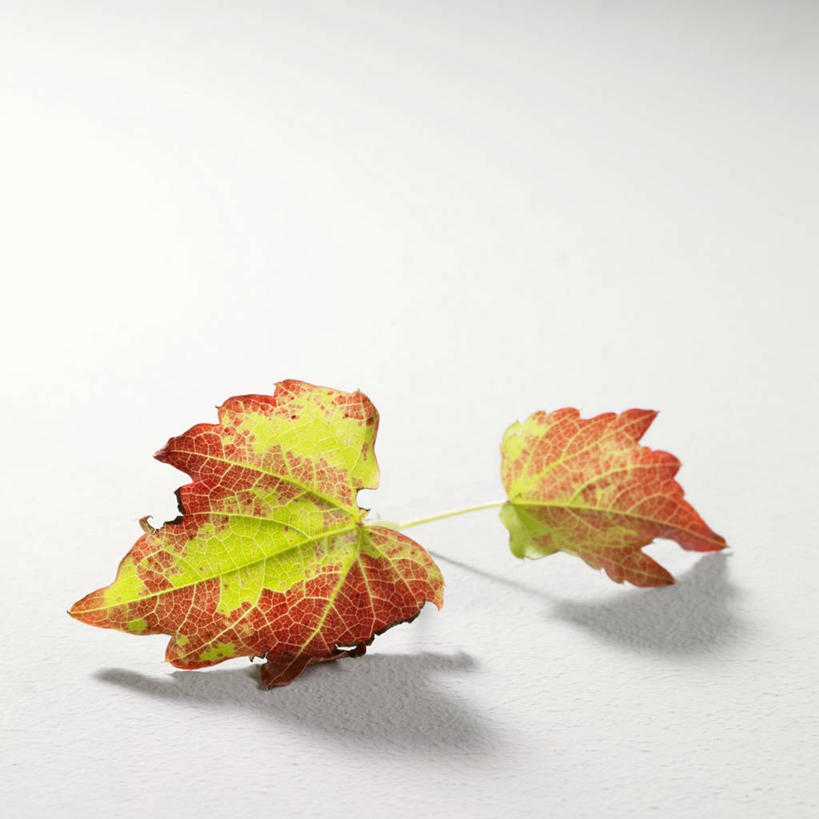 无人,方图,俯视,室内,特写,白天,白色背景,桌面,桌子,叶子,两片,阴影,反射,木制,影子,枯叶,落叶,木制品,摄影,影棚,叶,叶片,彩图,高角度拍摄,影棚拍摄,拍摄