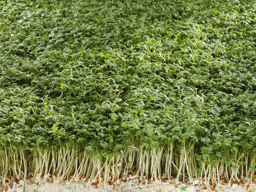 无人,横图,俯视,室内,特写,白天,芹菜,蔬菜,阴影,新鲜,反射,影子,食品,食物,摄影,有机食品,绿色食品,影棚,根芹菜,根洋芹,球根塘蒿,药芹,水芹,旱芹,彩图,高角度拍摄,影棚拍摄,拍摄