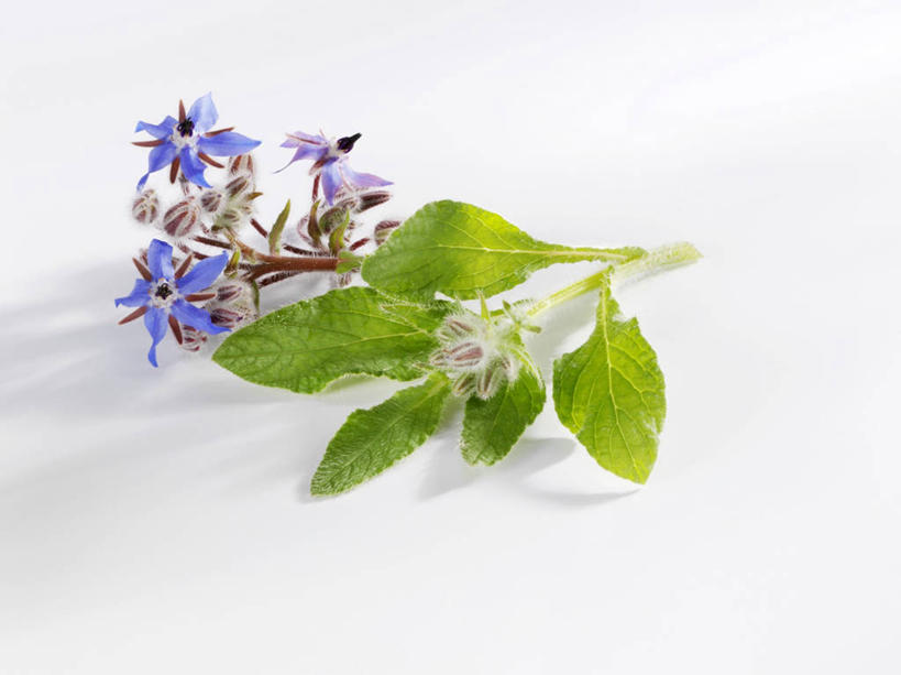 无人,横图,俯视,室内,特写,白天,白色背景,植物,桌面,桌子,叶子,阴影,朦胧,模糊,盛开,反射,木制,影子,绿叶,草药,药草,花蕾,中药,花,花瓣,花朵,鲜花,紫色,木制品,花苞,花蕊,嫩叶,摄影,影棚,药材,中草药,琉璃苣,中药材,本草,茈草,鸦衔草,紫草,紫丹,叶,叶片,彩图,高角度拍摄,影棚拍摄,拍摄