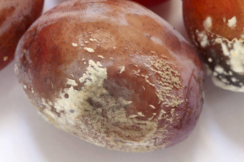 无人,横图,俯视,室内,特写,白天,白色背景,桌面,桌子,李子,水果,阴影,新鲜,反射,木制,影子,生食,食品,果实,食物,木制品,摄影,有机食品,绿色食品,影棚,腐烂,腐败,腐臭,腐朽,红李,鸡血李,杏李,彩图,高角度拍摄,影棚拍摄,拍摄