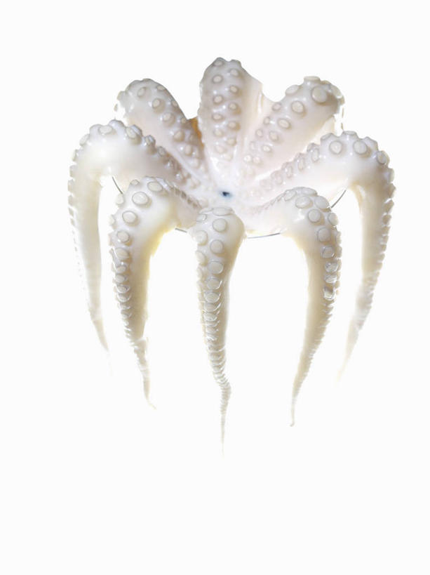 海鲜,无人,竖图,俯视,室内,特写,白天,白色背景,桌面,桌子,章鱼,杯子,阴影,反射,木制,高脚杯,影子,水产,海洋生物,玻璃制品,一个,一只,酒杯,木制品,摄影,影棚,单个,石吸,死牛,望潮,坐蛸,水生动物,海产品,水生物,海底动物,鸡尾酒杯,玻璃杯,石居,八爪鱼,彩图,高角度拍摄,全身,影棚拍摄,拍摄